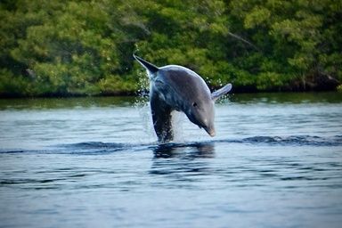 Dolphin leaping in Sarasota Bay