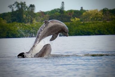 Dolphins jumping in Sarasota Bay