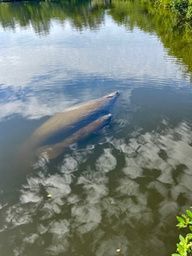 Manatee seen from a kayak