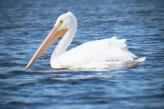 White pelican on Sarasota Bay
