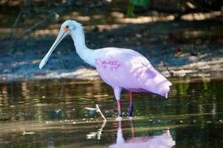 Roseate spoonbill wading near the shoreline